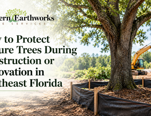 How to Protect Mature Trees During Construction or Renovation in Northeast Florida